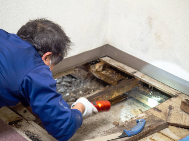 Best Certified Mold Removal  in Redan, GA