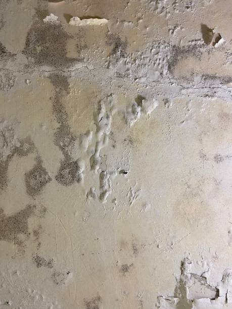 Best Black Mold Removal  in Redan, GA