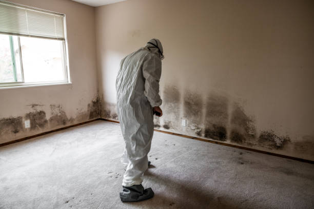 Best Mold Removal Process  in Redan, GA