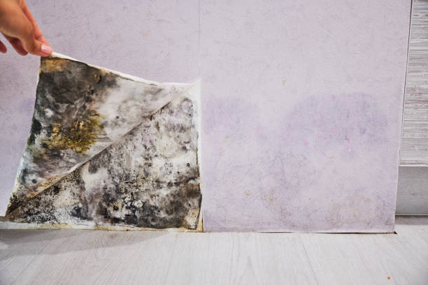 Best Mold Testing and Removal  in Redan, GA
